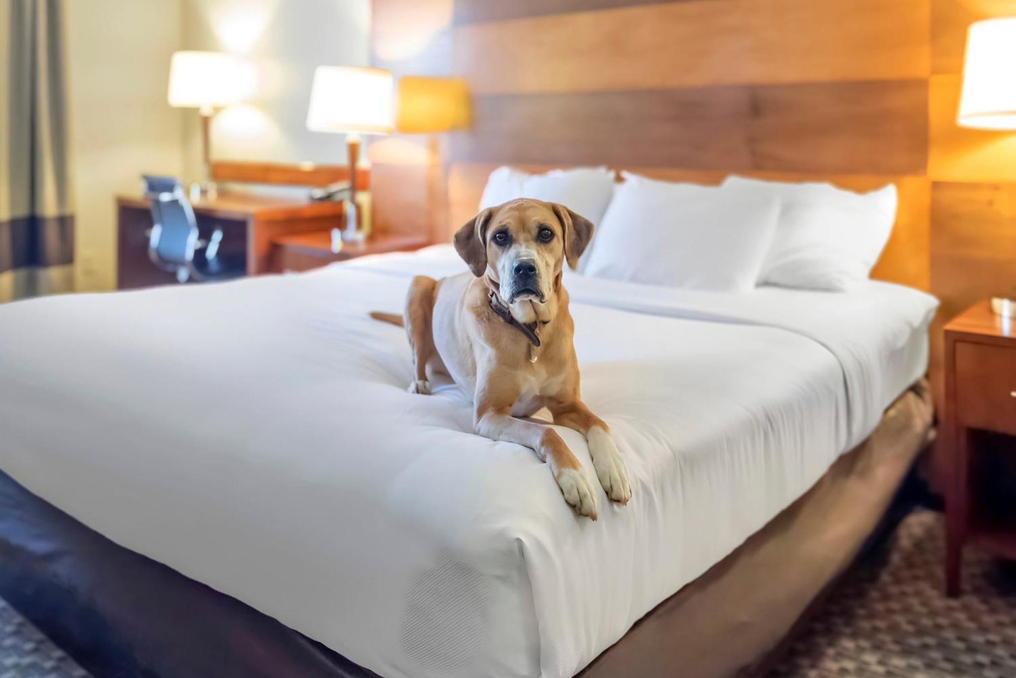 Comfort Inn&suites Durango
